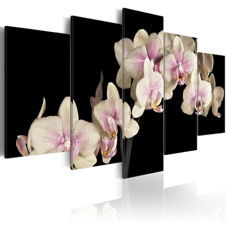 Ljuddämpande Tavla - An orchid on a contrasting background