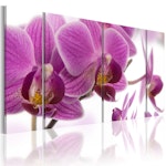 Ljuddämpande Tavla - Marvelous orchid