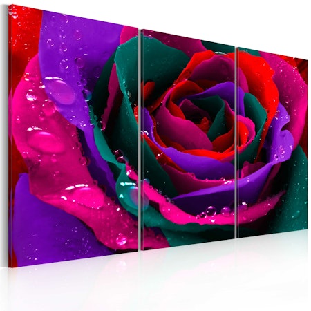 Ljuddämpande Tavla - Rainbow-färgade rose