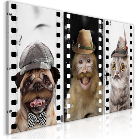 Ljuddämpande Tavla - Funny Pets (Collection)