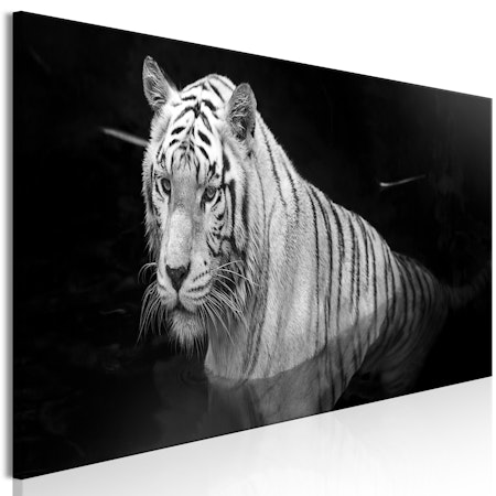 Ljuddämpande Tavla - Shining Tiger (1 Part) Black and White Narrow
