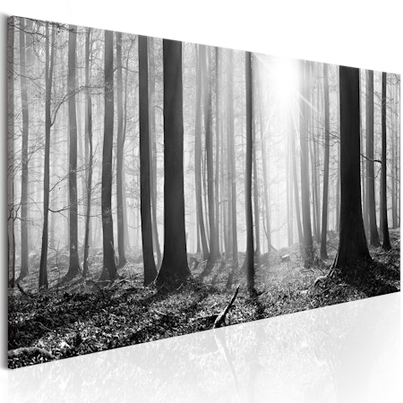 Ljuddämpande Tavla - Black and White Forest