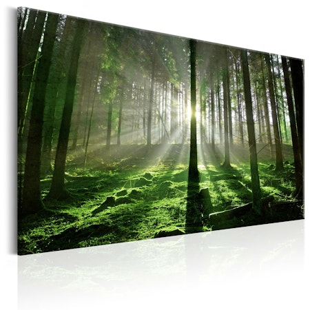 Ljuddämpande Tavla - Emerald Forest II