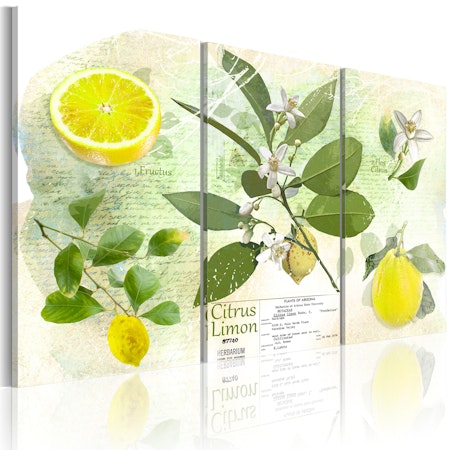 Ljuddämpande Tavla - Fruit: lemon