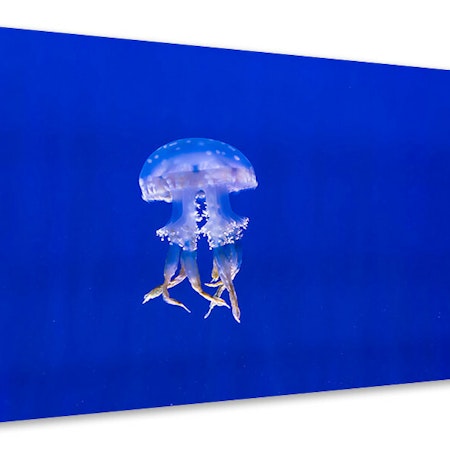 Ljuddämpande tavla - glowing jellyfish