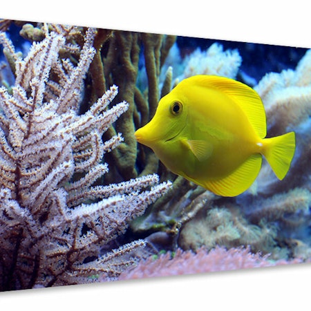 Ljuddämpande tavla - yellow doctor fish xl
