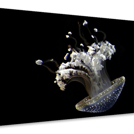 Ljuddämpande tavla - fascinating jellyfish