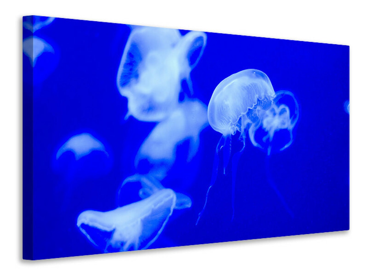Ljuddämpande tavla - floating jellyfish