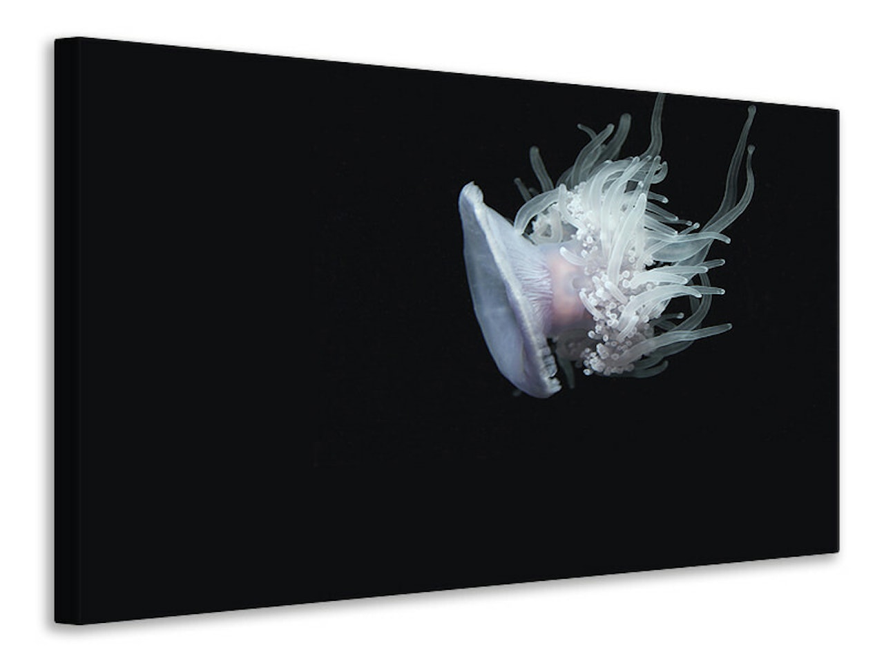 Ljuddämpande tavla - fascinating jellyfish xl