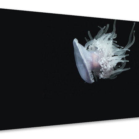 Ljuddämpande tavla - fascinating jellyfish xl