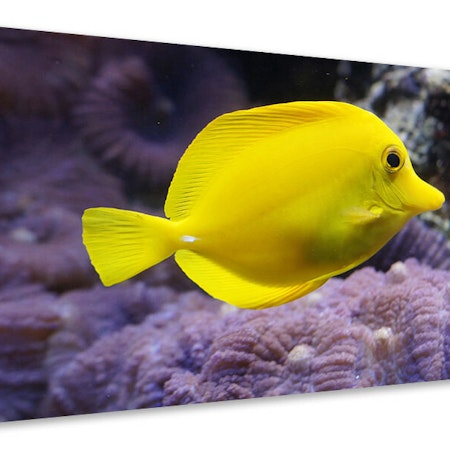 Ljuddämpande tavla - the lemondoctor fish