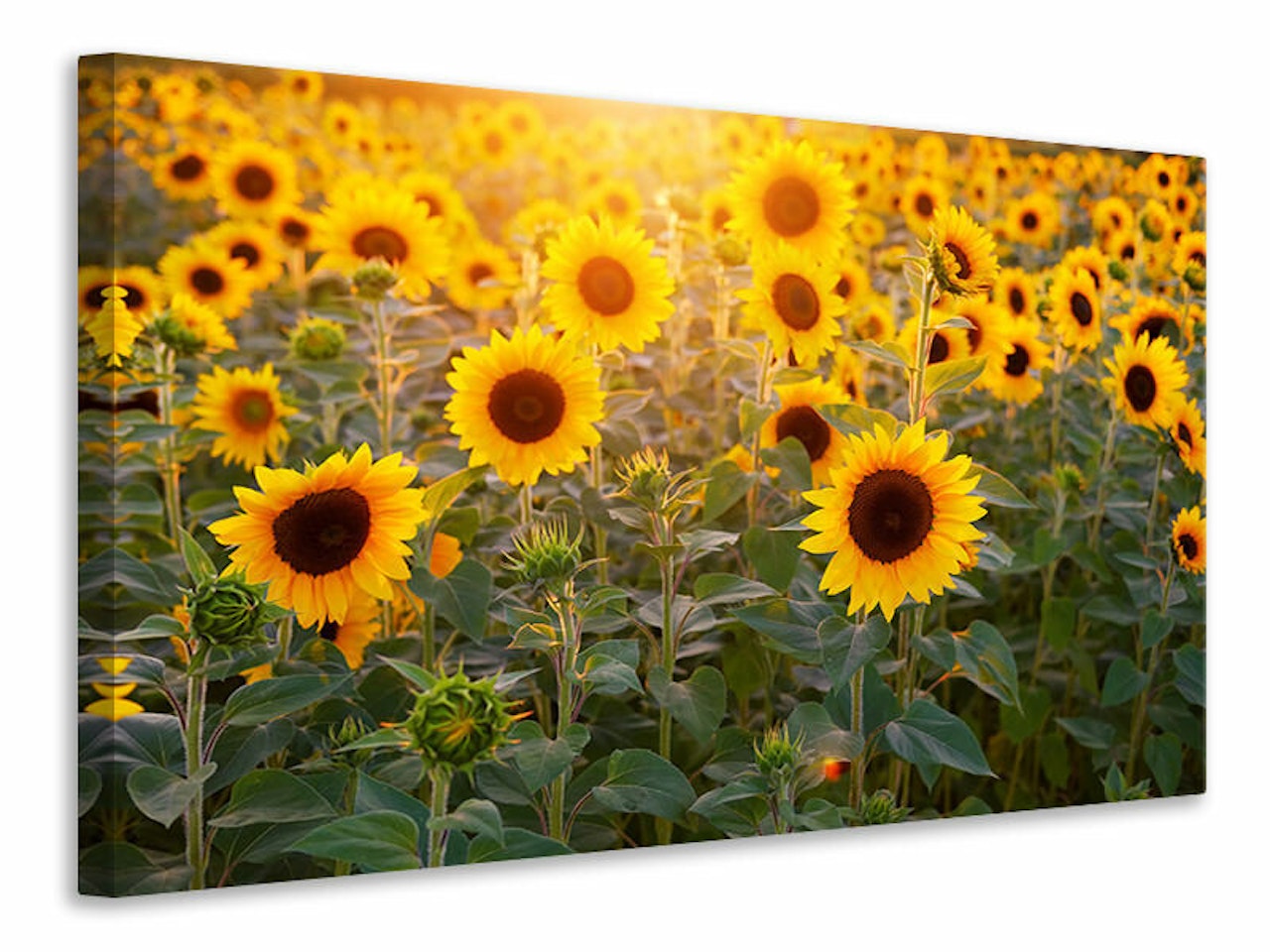Ljuddämpande tavla - sunflower field