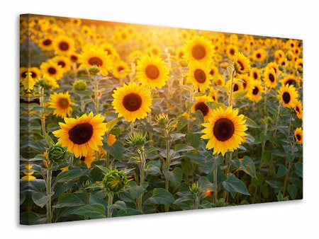 Ljuddämpande tavla - sunflower field