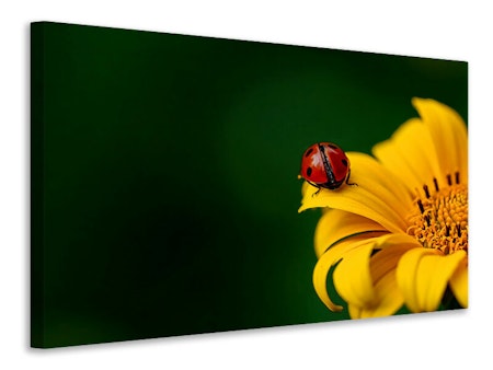 Ljuddämpande tavla - ladybug on the sunflower