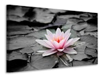 Ljuddämpande tavla - the art of water lily