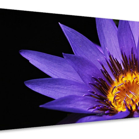 Ljuddämpande tavla - xl water lily in purple
