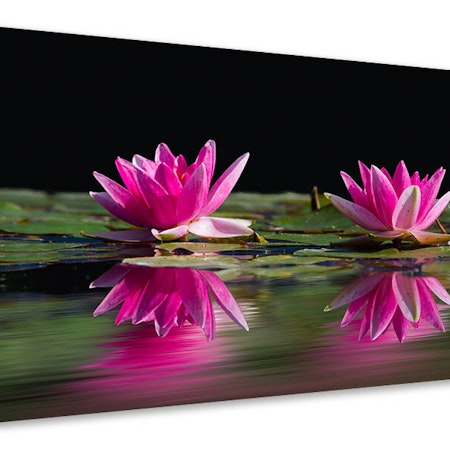 Ljuddämpande tavla - water lilies duo in pink