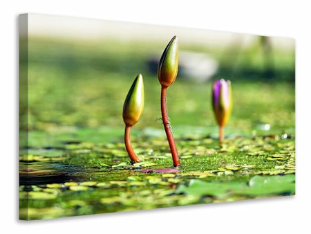 Ljuddämpande tavla - water lilies in xl