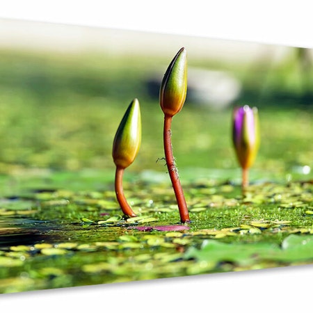Ljuddämpande tavla - water lilies in xl