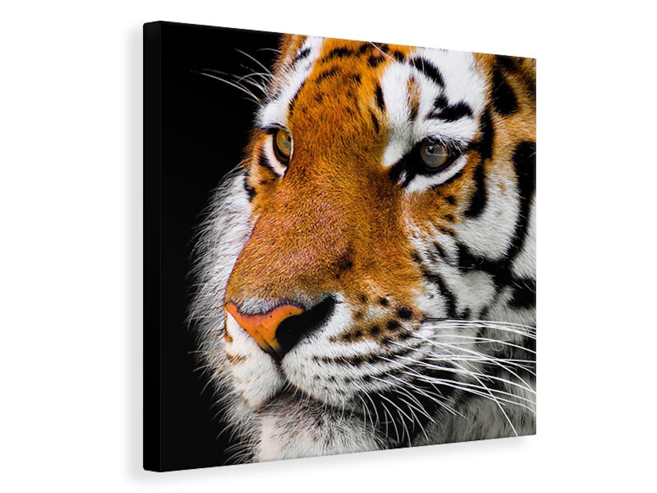 Ljuddämpande tavla - close up tiger head