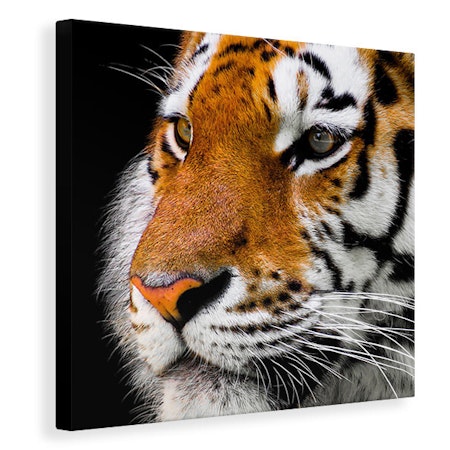 Ljuddämpande tavla - close up tiger head