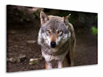 Ljuddämpande tavla - the evil wolf