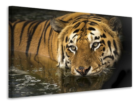 Ljuddämpande tavla - tiger in the water