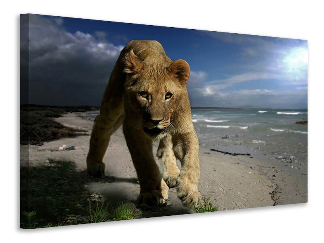 Ljuddämpande tavla - a lioness on the beach
