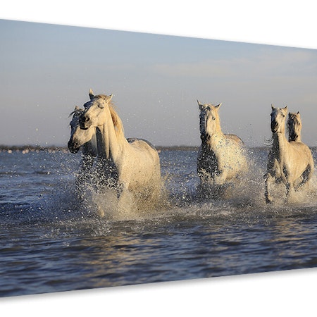 Ljuddämpande tavla - horses in the sea