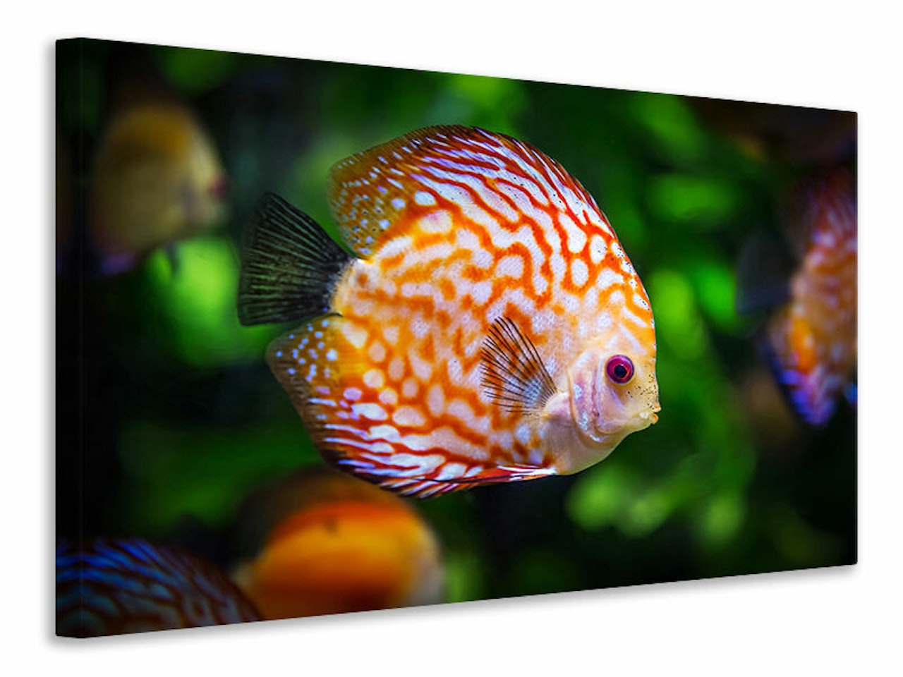 Ljuddämpande tavla - the discus fish