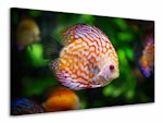 Ljuddämpande tavla - the discus fish