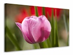 Ljuddämpande tavla - tulip pretty in pink