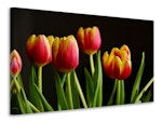 Ljuddämpande tavla - colorful tulips