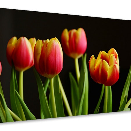 Ljuddämpande tavla - colorful tulips