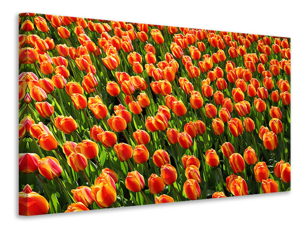 Ljuddämpande tavla - tulip field in orange