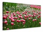 Ljuddämpande tavla - wild tulip field