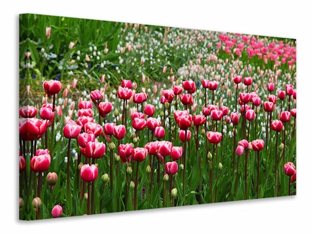 Ljuddämpande tavla - wild tulip field