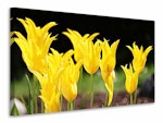 Ljuddämpande tavla - yellow tulips in the nature