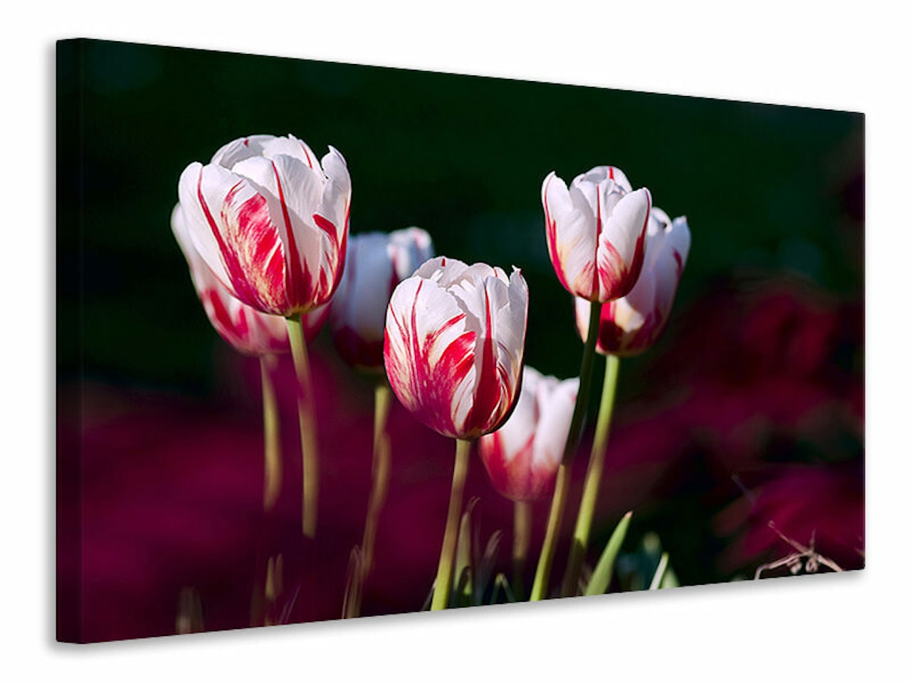 Ljuddämpande tavla - the beauty of the tulips