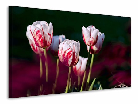 Ljuddämpande tavla - the beauty of the tulips