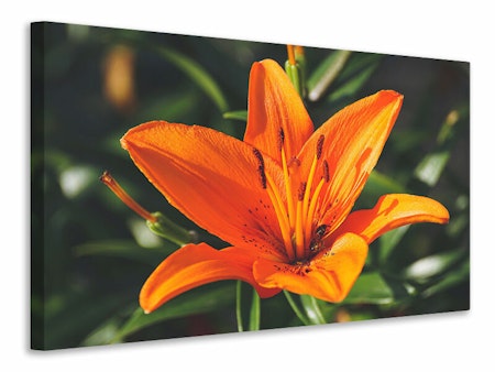 Ljuddämpande tavla - lilies blossom in orange xl