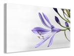 Ljuddämpande tavla - lily flower in purple