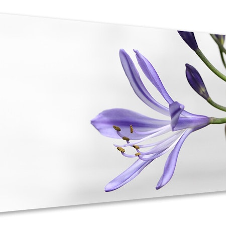 Ljuddämpande tavla - lily flower in purple