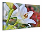 Ljuddämpande tavla - magnificent lily in white
