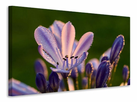 Ljuddämpande tavla - ornamental lilies with morning dew