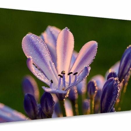 Ljuddämpande tavla - ornamental lilies with morning dew