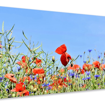 Ljuddämpande tavla - the poppy in the flower meadow