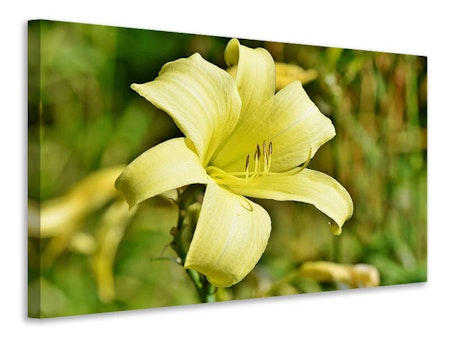 Ljuddämpande tavla - lilies blossom in yellow