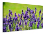 Ljuddämpande tavla - beautiful lavender