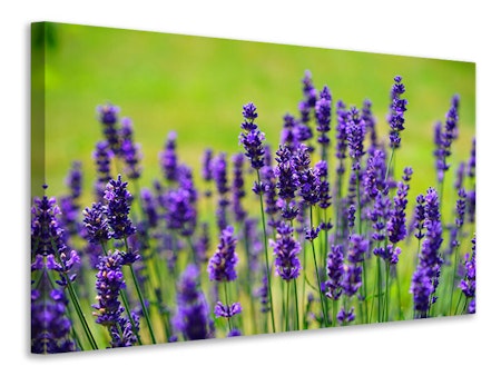 Ljuddämpande tavla - beautiful lavender